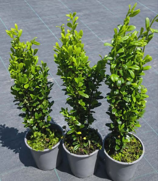 Ilex crenata 'Fastigiata'